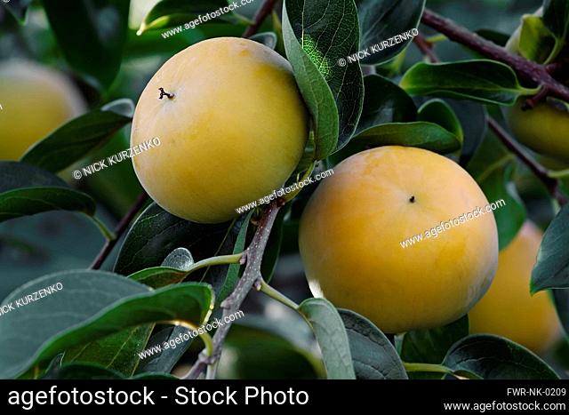 Japanese persimmon, Diospyros kaki, Yellow coloured fruit growing on the tree