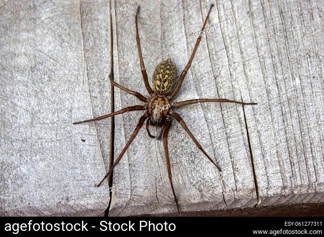 Detail of giant house spider eratigena artica on wood flatly view
