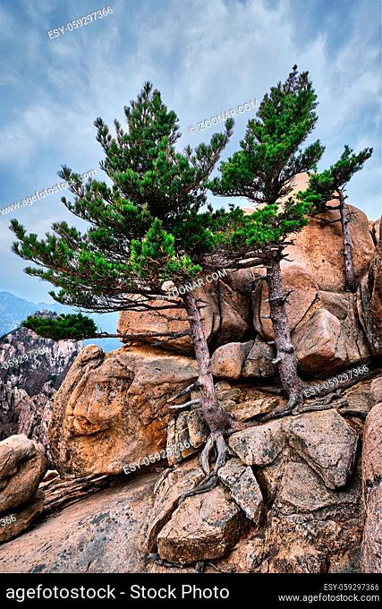 Rock with pine trees in cloudy weather. Seoraksan National Park, South Korea