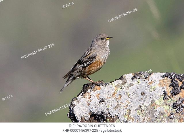 Alpine Accentor Prunella collaris adult, standing on rock, Pyrenees, France, july