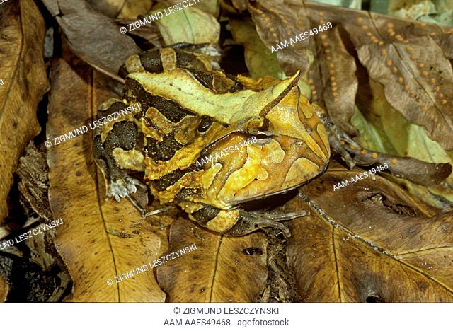 Amazon Horned Frog (Ceratophrys cornuta), gold color phase