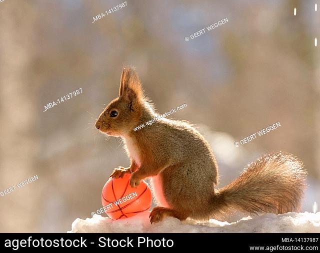 red squirrel is standing with a basketball