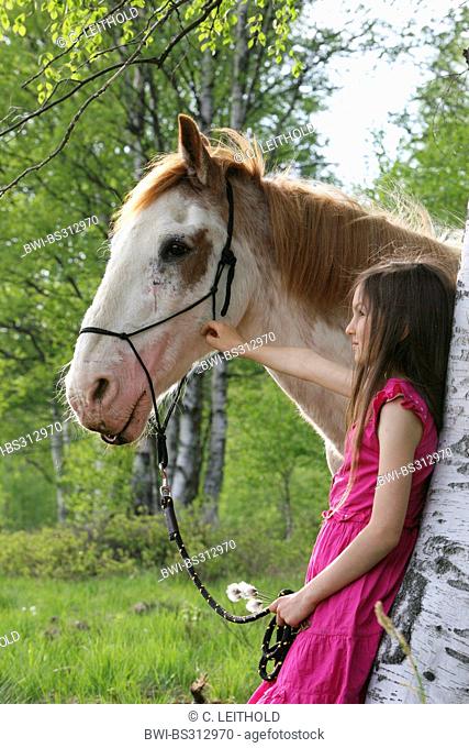 Criollo horse (Equus przewalskii f. caballus), girl making a pause with her hourse in a birch forest