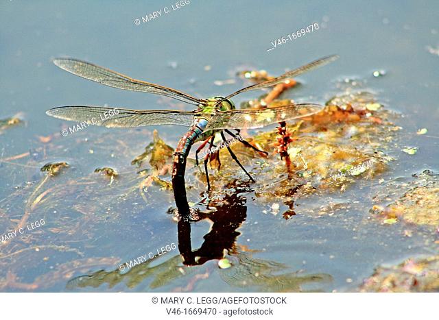 Emperor Dragonfly, Anax imperator, female  Female Emperor Dragonfly laying eggs on frog eggs