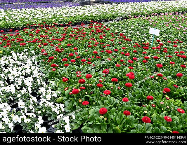 26 February 2021, Brandenburg, Potsdam: Red daisies and white pansies are growing in the park nursery for the spring planting of Sanssouci Park