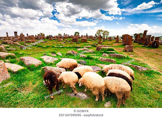 Sheep graze in Noratus Cemetery with Khachkars, Armenia