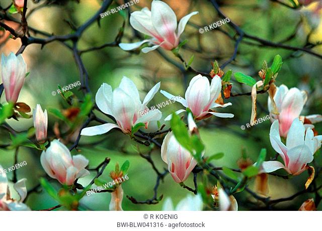 saucer magnolia Magnolia x soulangiana, Magnolia soulangiana, Magnolia x soulangeana, Magnolia soulangeana, flowers