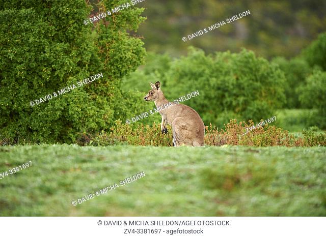 Close-up of an eastern grey kangaroo (Macropus giganteus) wildlife on a meadow in Australia