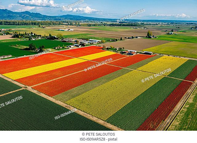 Aerial view of colorful tulip fields and distant mountains