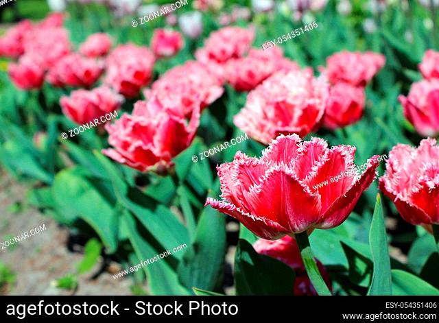 red tulips with double edges on the petals in spring Gatchina Park