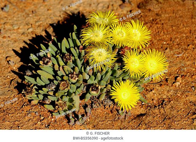 Mesemb (Cheiridopsis spec.), blooming, South Africa, Namaqualand