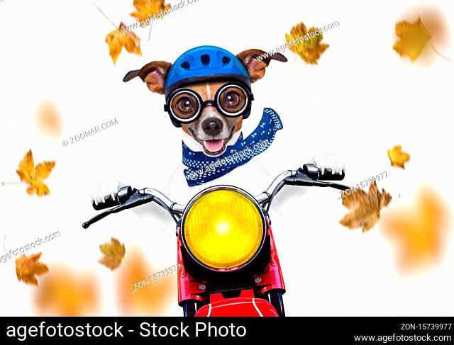 motorcycle jack russell dog driving a motorbike with sunglasses isolated on white background in windy autumn fall with leaves flying around