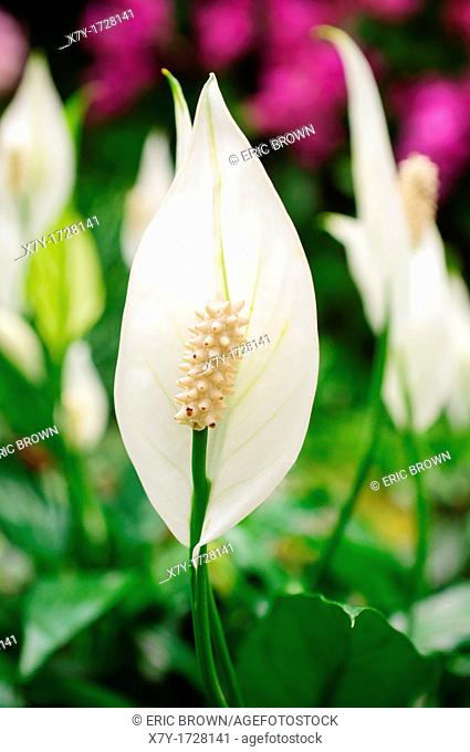 A 'Little Angel' lily. The genus is Spathiphyllum