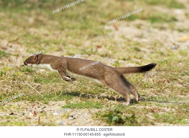 Stoat (Mustela erminea) adult, running, Minsmere RSPB Reserve, Suffolk, England, July