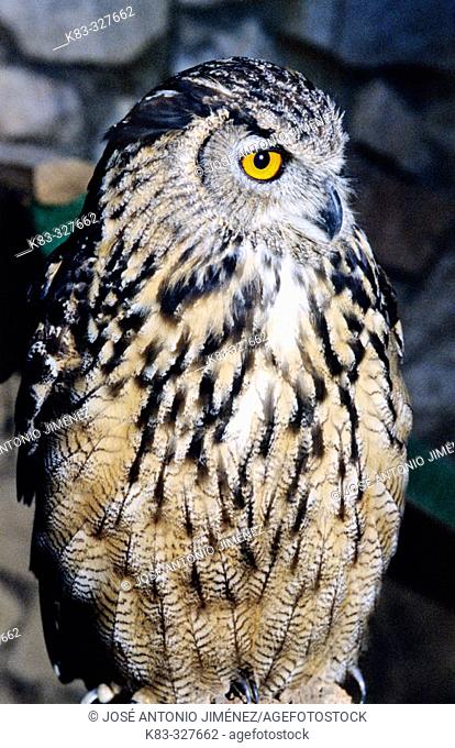 Bengal Eagle Owl (Bubo bubo bengalensis)