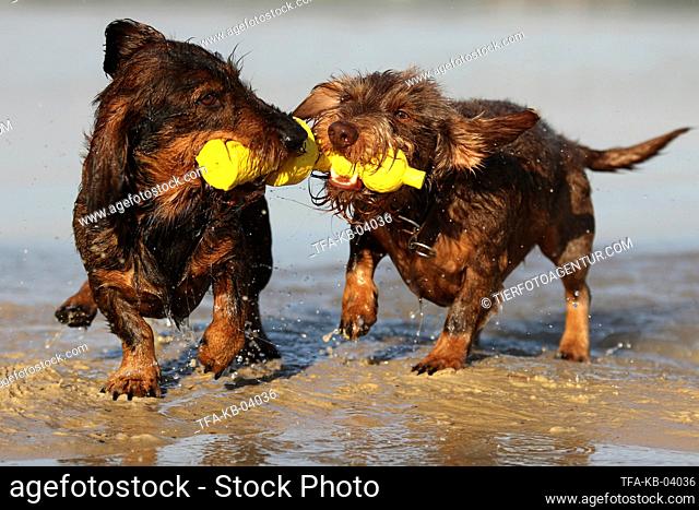 2 wirehaired Dachshunds