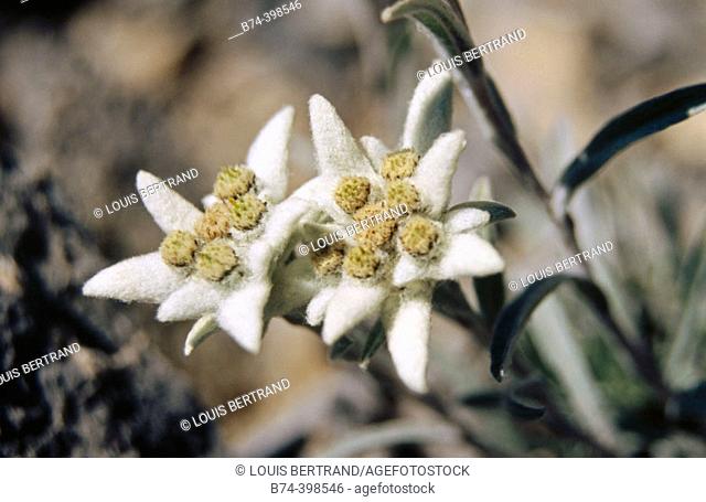 Edelweiss (Leontopodium). Vars. Hautes Alpes. France