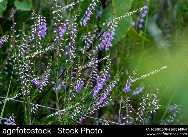 PRODUCTION - 31 July 2023, Mecklenburg-Western Pomerania, Sanitz: Common broom heather (Calluna vulgaris) grows in Teufelsmoor, southeast of Rostock