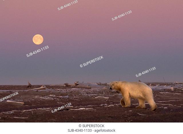 Polar Bear Walking on a Barrier Island at Sunset with a Full Moon Rising