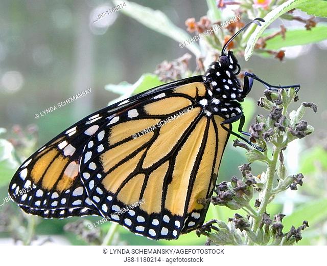 Monarch butterfly, Danaus plexippus, on Butterfly bush flowers, Buddleia sp
