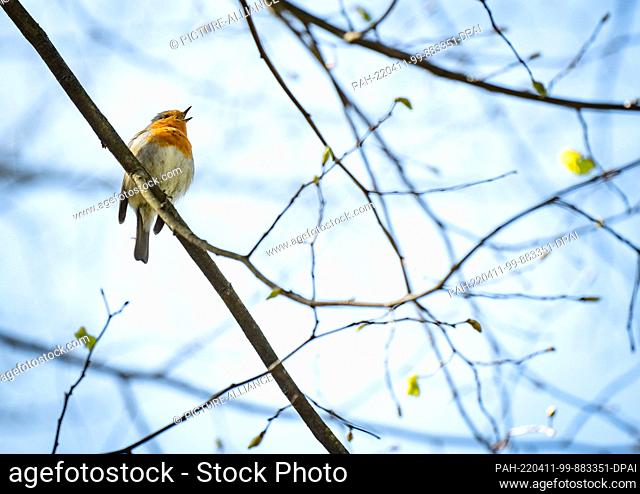11 April 2022, Hessen, Offenbach: A robin sits on a branch in the sunshine in the castle park in the Rumpenheim district and sings a song