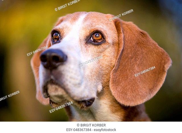 Portrait of a beagle dog in autumnal light
