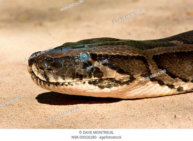African Rock Python (Python sebae) portrait, soon to shed its skin, The Gambia