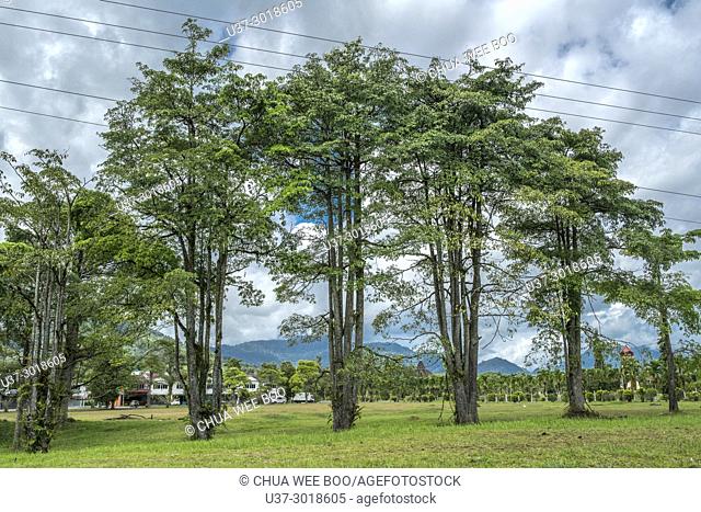 Trees at Tebedu, Sarawak, Malaysia