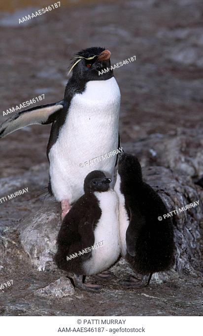 Rockhopper Penguin with Chicks (Eudyptes chrysocome), Pebble Isl., Falklands