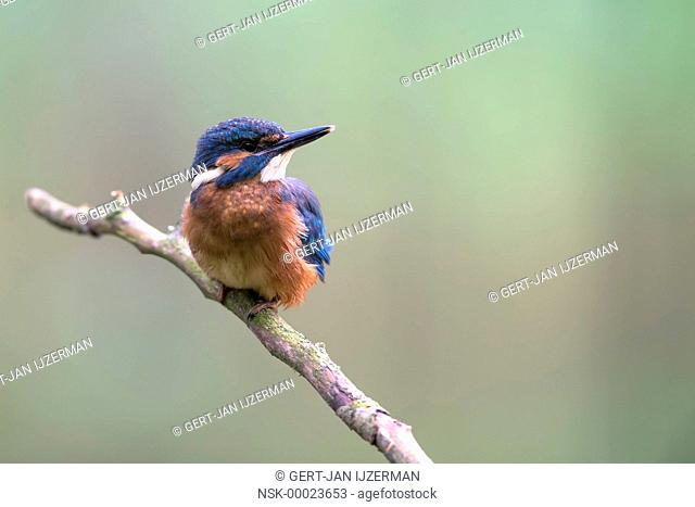 Juvenile Common Kingfisher (Alcedo atthis) perched on branch, The Netherlands, Flevoland, Wisentbos