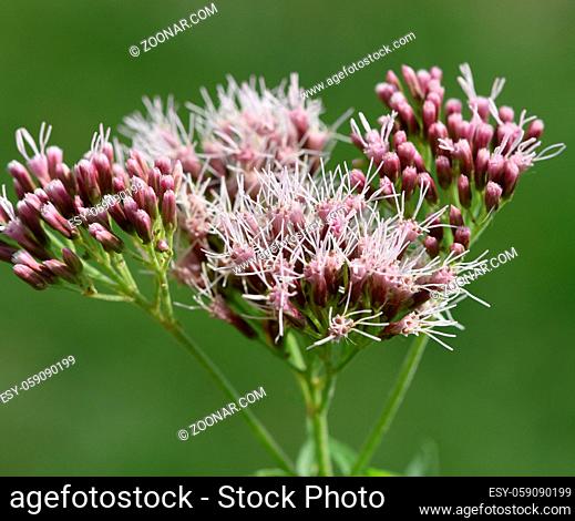 Wasserdost, Eupatorium cannabinum, auch Kunigundenkraut genannt, ist eine wichtige Heilpflanze und eine Duftpflanze mit lila Blueten