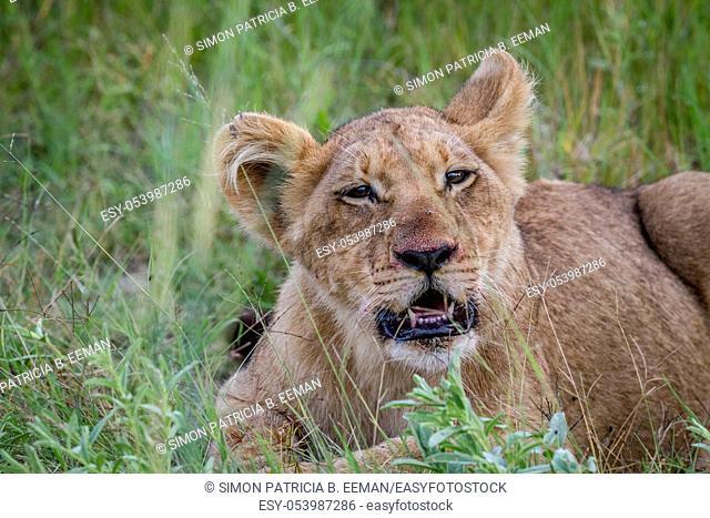 Lion cub starring at the camera in the Okavango Delta, Botswana