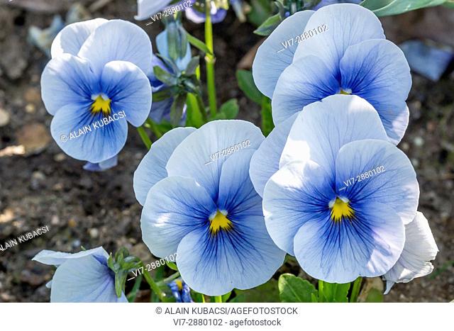 Blue Azur Large-Flowered Pansy / Viola x wittrockiana 'Blue Azur'