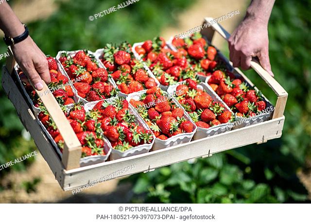 21 May 2018, Germany, Sendenhorst: Two strawberry farmers carrying a crate with freshly picked strawberries from a field