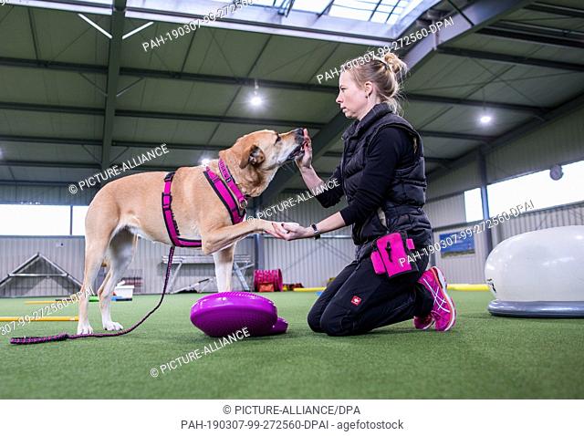 15 February 2019, Schleswig-Holstein, Barteheide: Dog owner Anja Müller praises her dog ""Lulu"" during the joint training in the indoor training hall for dog...