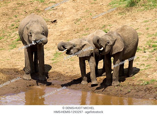 Kenya, Masai Mara national reserve, Elephant (Loxodonta africana), group drinking