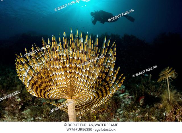 Spiral Tube Worm and Diver, Spirographis spallanzani, Lastovo Island, Adriatic Sea, Croatia