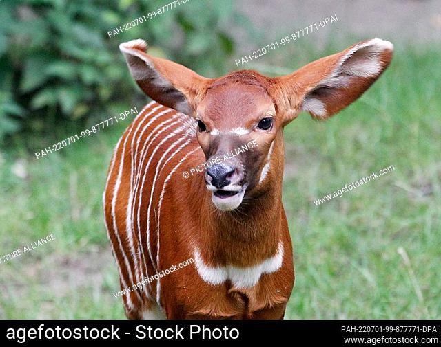 29 June 2022, North Rhine-Westphalia, Duisburg: The first baby bongo antelope, just a few weeks old, explores its outdoor enclosure