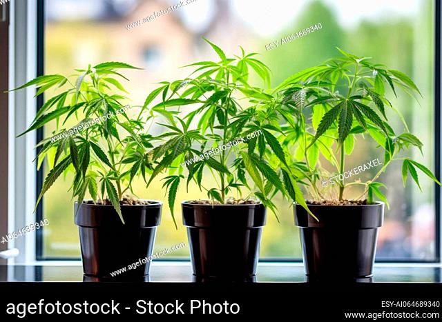 three home-grown cannabis plants in flower pot on window sill, AI generated