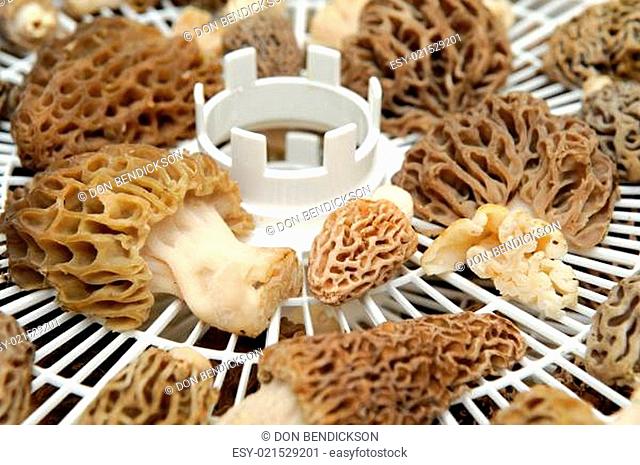 Drying Morel Mushroom