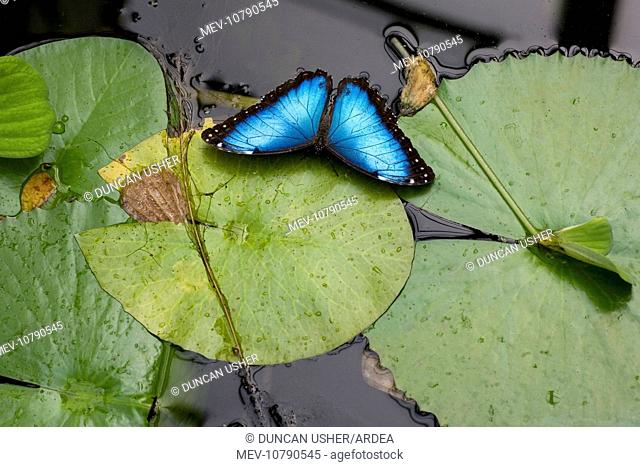 Blue Morpho Butterfly - resting on waterlily pads (Morpho peleides limpida)