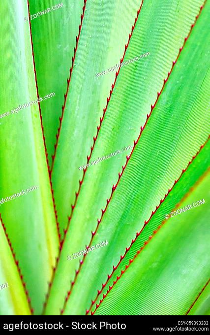 Blätter der Aloe purpurea im Black River Gorges Nationalpark im Süden von Mauritius, Afrika. leaves of Aloe purpurea in the Black River Gorges National Park in...