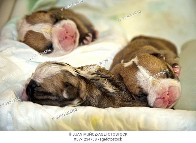 English Bulldog pups after C-Section