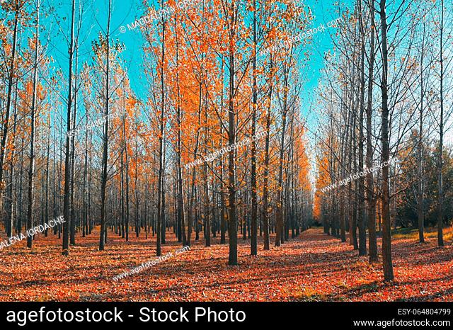 Autumn straight colorful trees in forest