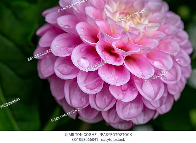 Close up of pink Dahlia (Asteroideae) covered in waterdrops