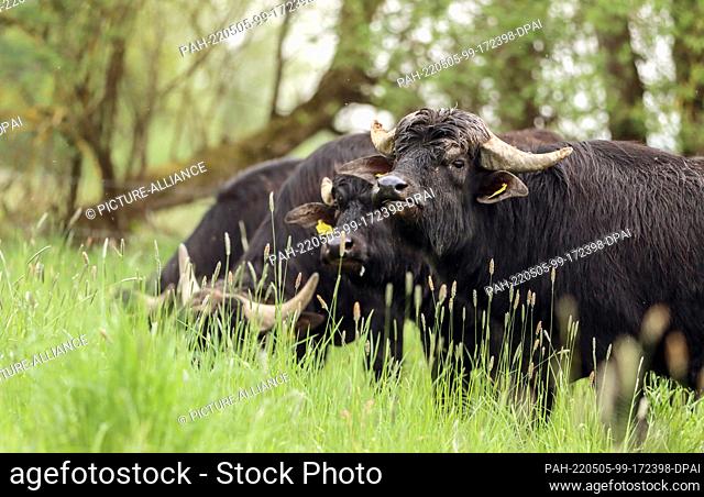 05 May 2022, Hessen, Marburg: Water buffalo graze on the meadows in the area of the renaturalized Lahn. The university town of Marburg relies on animal...