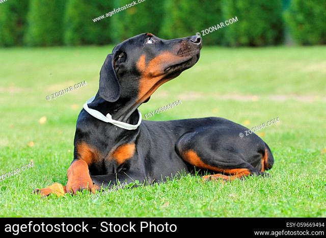 Young black doberman dog close up portrait