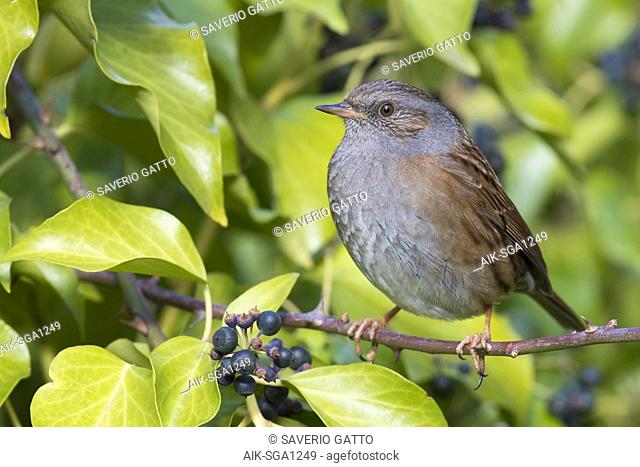 Dunnock (Prunella modularis), adult perched on a twig
