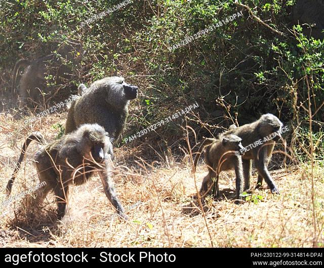 21 September 2022, Tanzania, Mto Wa Mbu: A pack of baboons (papio) runs across a dry meadow in Lake Manyara National Park