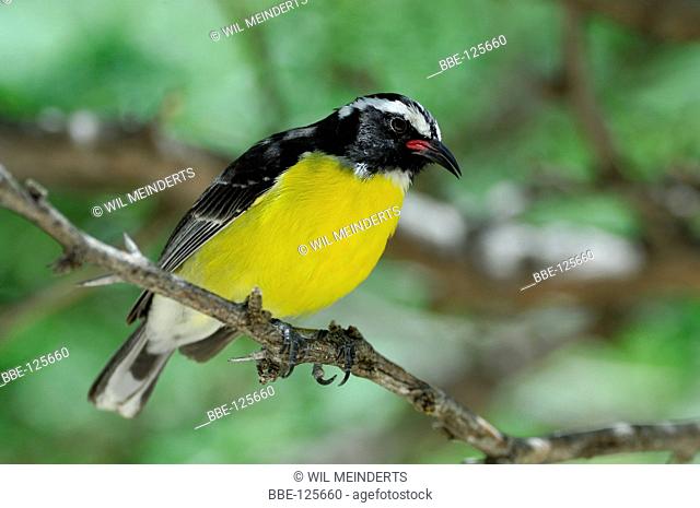 Bananaquit in close-up